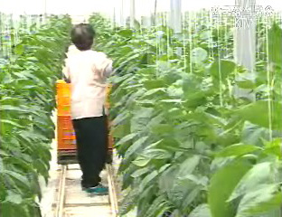 농식품 수출 주력