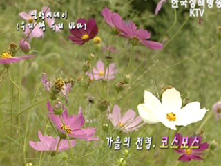 가을의 전령, 코스모스   