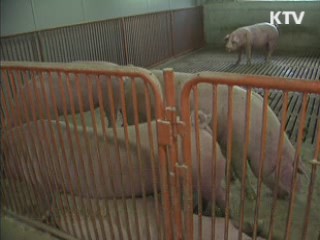"연천 구제역 의심 돼지 시중유통 안돼"