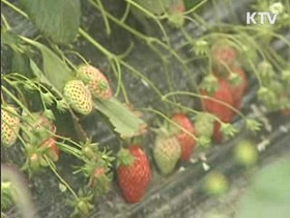 전남도, 연말연시 폭설대비 비상근무 돌입