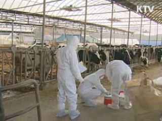 구제역 백신 접종 대상 전국 확대