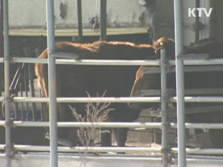 "살처분지 침출수, 지하수 오염 아냐"