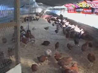 AI 위기경보 '경계'로 격상