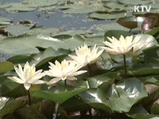 자연이 살아 숨쉬는 곳, '무안' [캠퍼스 리포트]