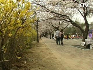 어떤 꽃이 봄소식을 전할까?