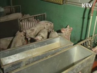 경기도 구제역 발생…위기경보 '경계'