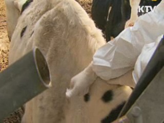 범정부 구제역 방역…전국 확산 차단