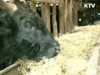 "민관조사단 BSE 조사결과 내일 발표"