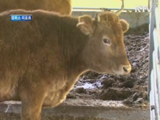 농가에 활력주는 '무주 '배냇소' [캠퍼스 리포트]