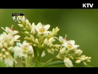 추억의 길을 따라가다 - 평창 메밀밭과 이끼계곡