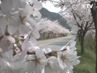 남도는 봄꽃 절정, 축제 시작