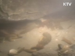 전복·해삼 한곳에서 양식한다