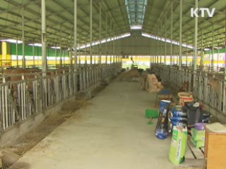 포항 한우 구제역 '음성' 판정···방역 체계 강화