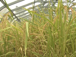 발아현미 품종 보급 '품질·소득 쑥쑥'