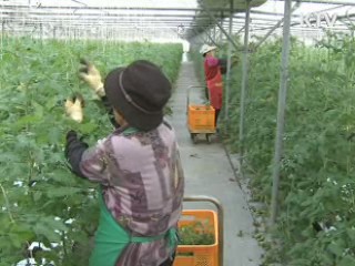 토마토 유전체 염기서열 해독 성공