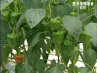 국산 파프리카, 미국 수출길 열렸다