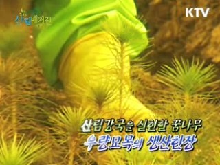 산림강국을 실현할 꿈나무 우량묘목의 생산현장