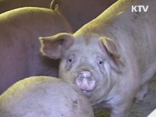 "이르면 내일부터 전국대상 백신 접종"