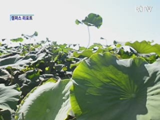 다양한 즐길 거리 [캠퍼스 리포트]