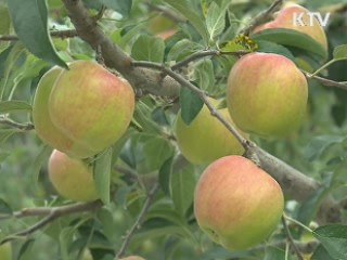 물가 '선제 대응'…추석물가 조기에 관리