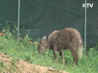 폭설에서 구조된 산양 '새끼 출산'