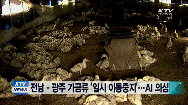 전남·광주 가금류 '일시 이동중지'…AI 의심