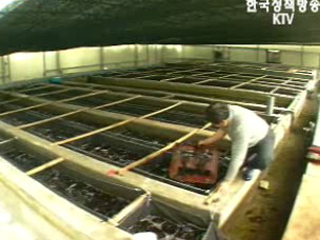 강진,진도 수출용 전복물류센터 건립