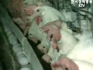 `평택 조류인플루엔자 감염 낮은 저병원성`