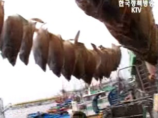 넙치 양식보험 2008년 시범사업 실시