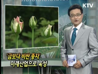 '금보다 비싼 종자' 미래산업으로 육성 [클릭! 경제브리핑]