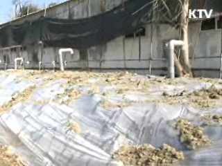 주말 강우 대비, 매몰지 관리 강화