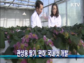 관상용 딸기 국내 첫 개발
