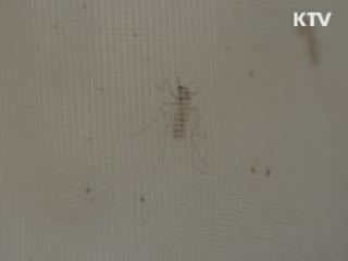 부산서 일본뇌염 모기 확인…전국 일본뇌염 주의보