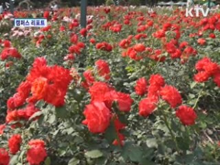 형형색색 장미의 향연 [캠퍼스 리포트]