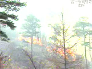 산림청, 20일부터 전국 산불 경계령