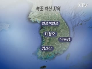 녹조 전국 확산···환경당국 총력 차단