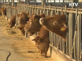 경북 안동 한우 구제역 '음성' 판정