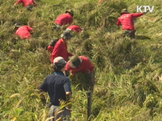 태풍 피해 복구 일손 부족