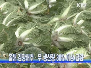 올해 김장배추·무 생산량 30% 이상 급감