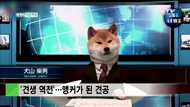 '견생 역전'…앵커가 된 견공 [세계 이모저모]