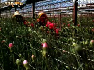 앞서가는 농촌(`84)