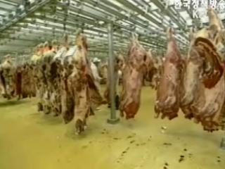 美 쇠고기 문제로 위생. 검역 협상 연기