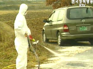 김제 AI 가금류 살처분작업 재개