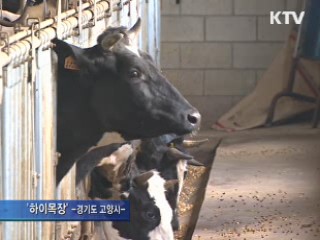 상위 1% 국내 씨젖소···비용 절감 기대