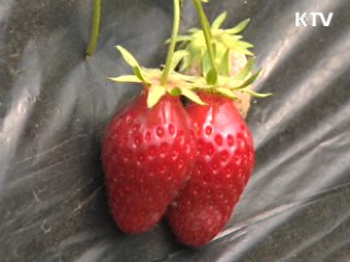 '친환경 농산물 인증' 관리 감독 강화