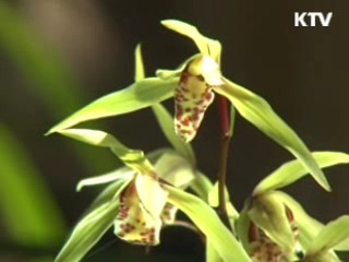 천연기념물 한란꽃 '활짝'