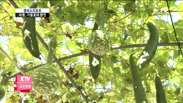 하동 북천, 코스모스·메밀꽃 만발