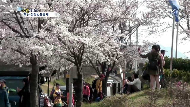 부산 삼락생태공원 벚꽃 물결