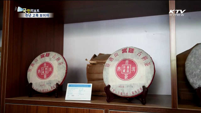 중국 운남성 '보이차 고향'을 가다