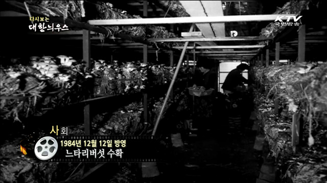 다시보는 대한늬우스 (84.12.12)